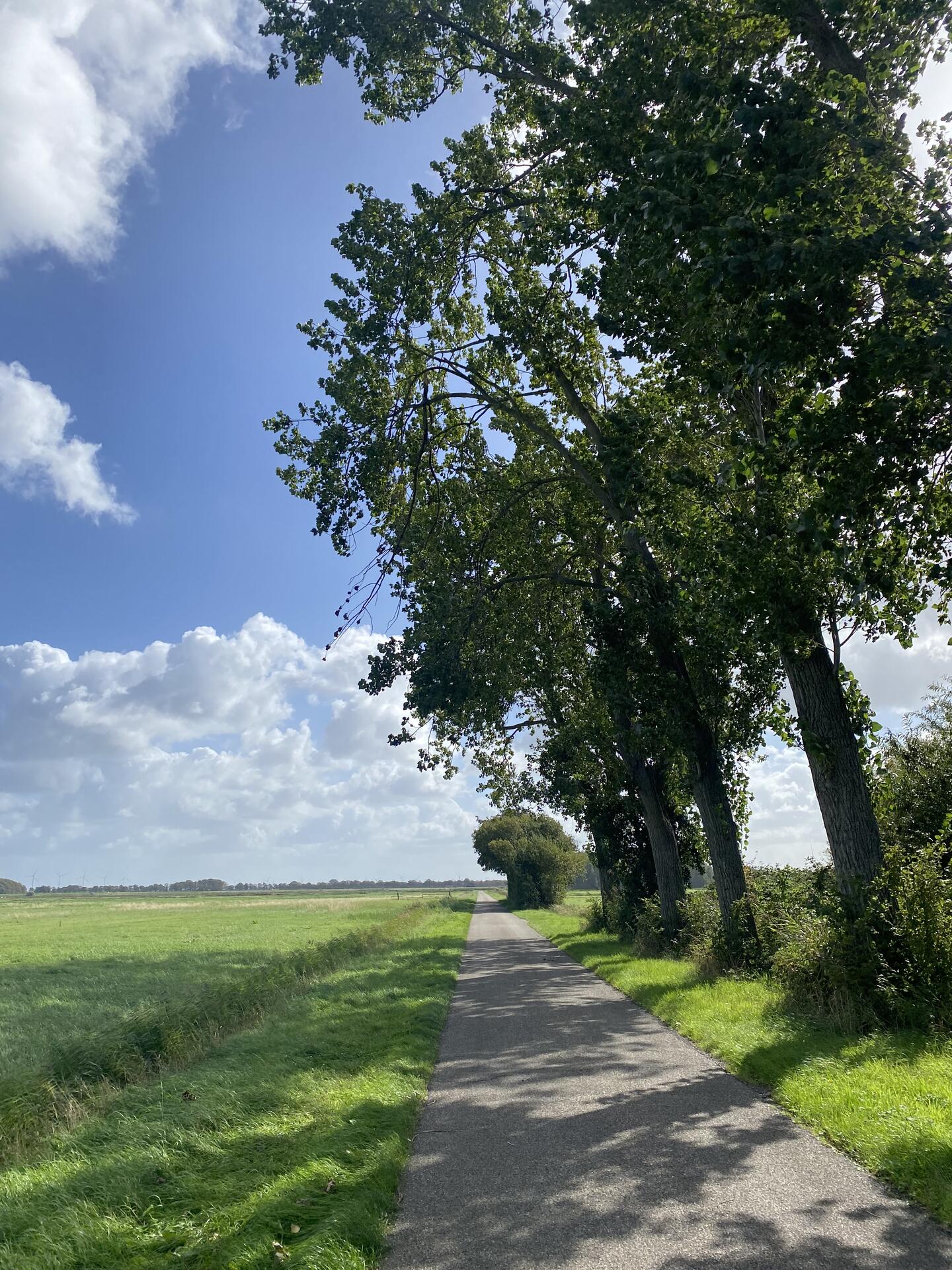 Foto bij melding 5598414 · Openbaar groen