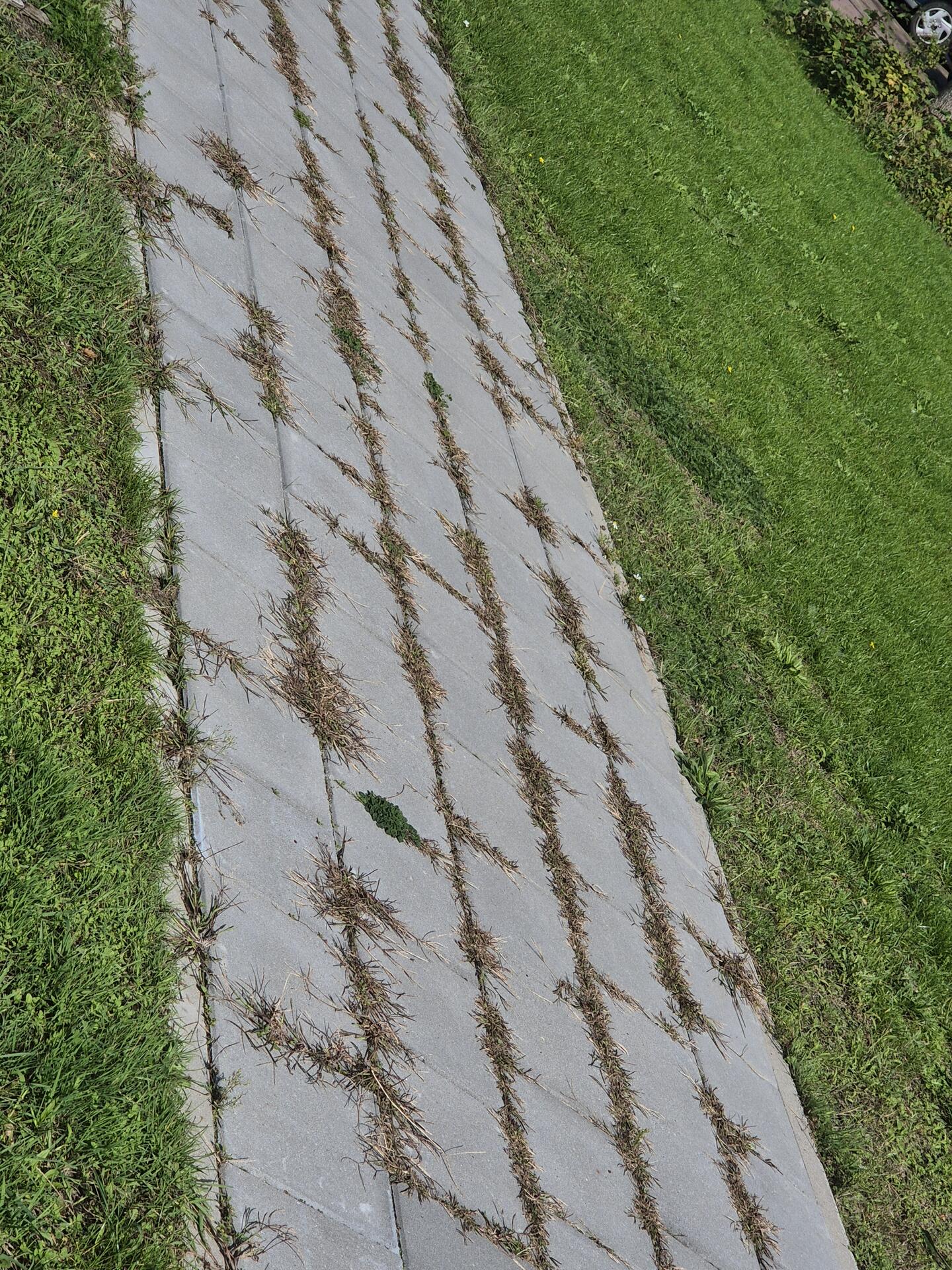 Foto bij melding 5584209 · Groenonderhoud
