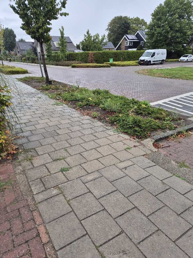 Foto bij melding 5481483 · Openbaar groen