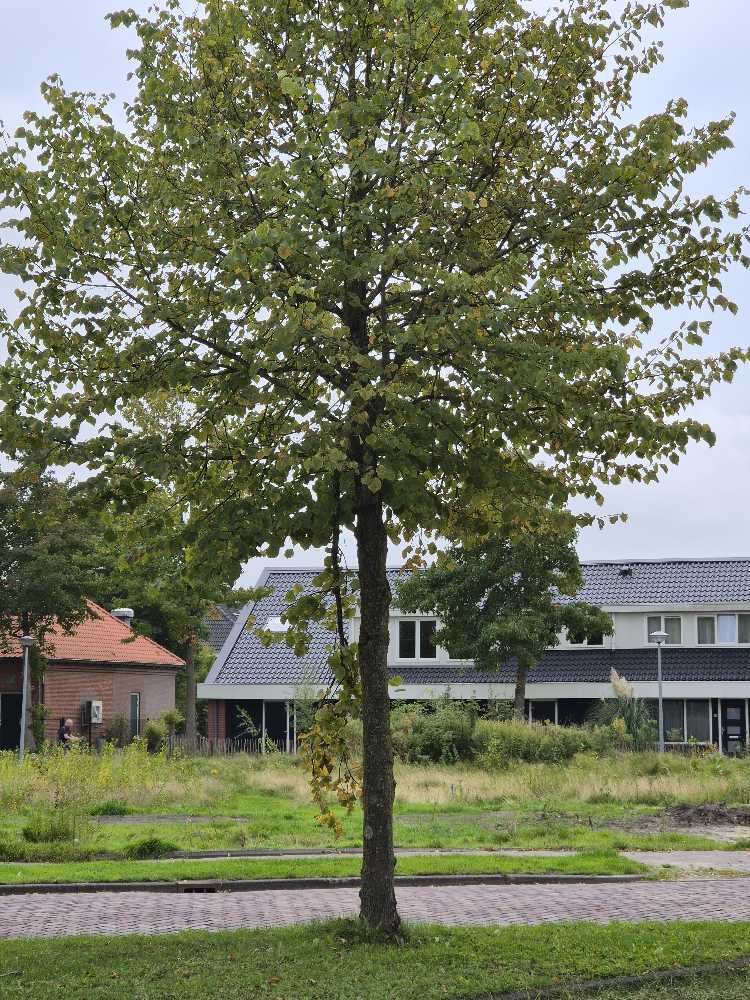 Foto bij melding 5629793 · Openbaar groen