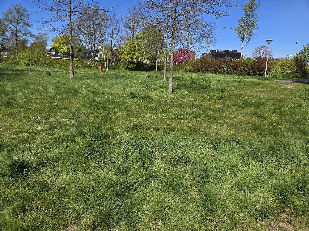 Foto bij melding 5051743 · Groenonderhoud