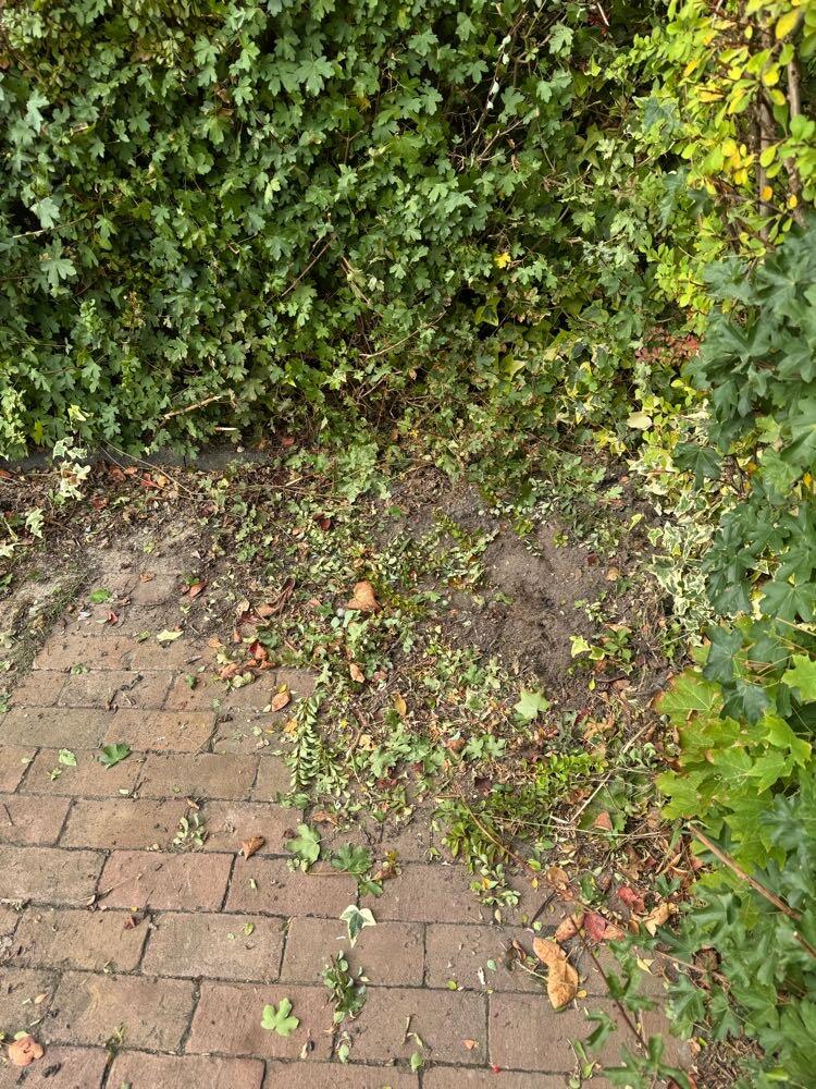 Foto bij melding 5633571 · Openbaar groen
