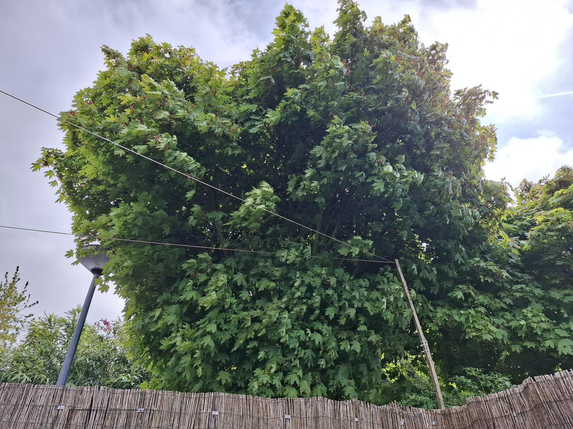 Foto bij melding 5071895 · Openbaar groen