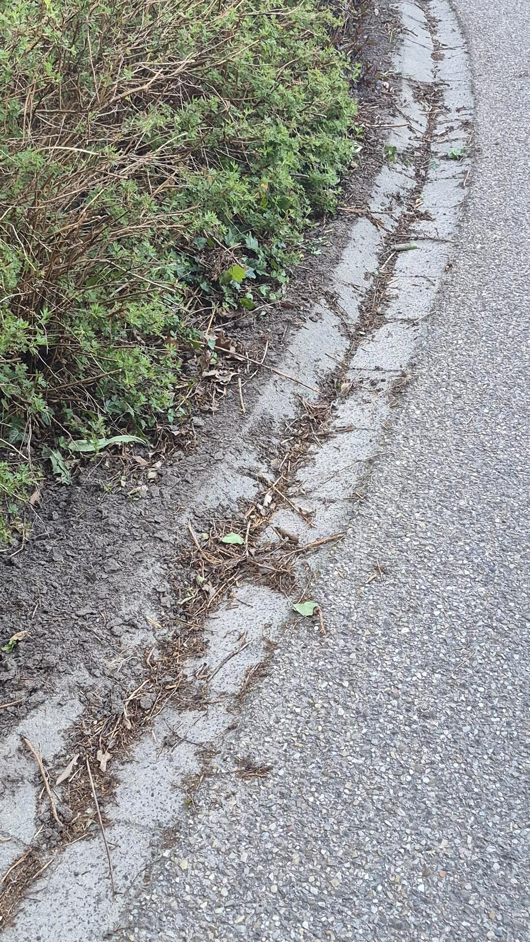 Foto bij melding 5129669 · Openbaar groen