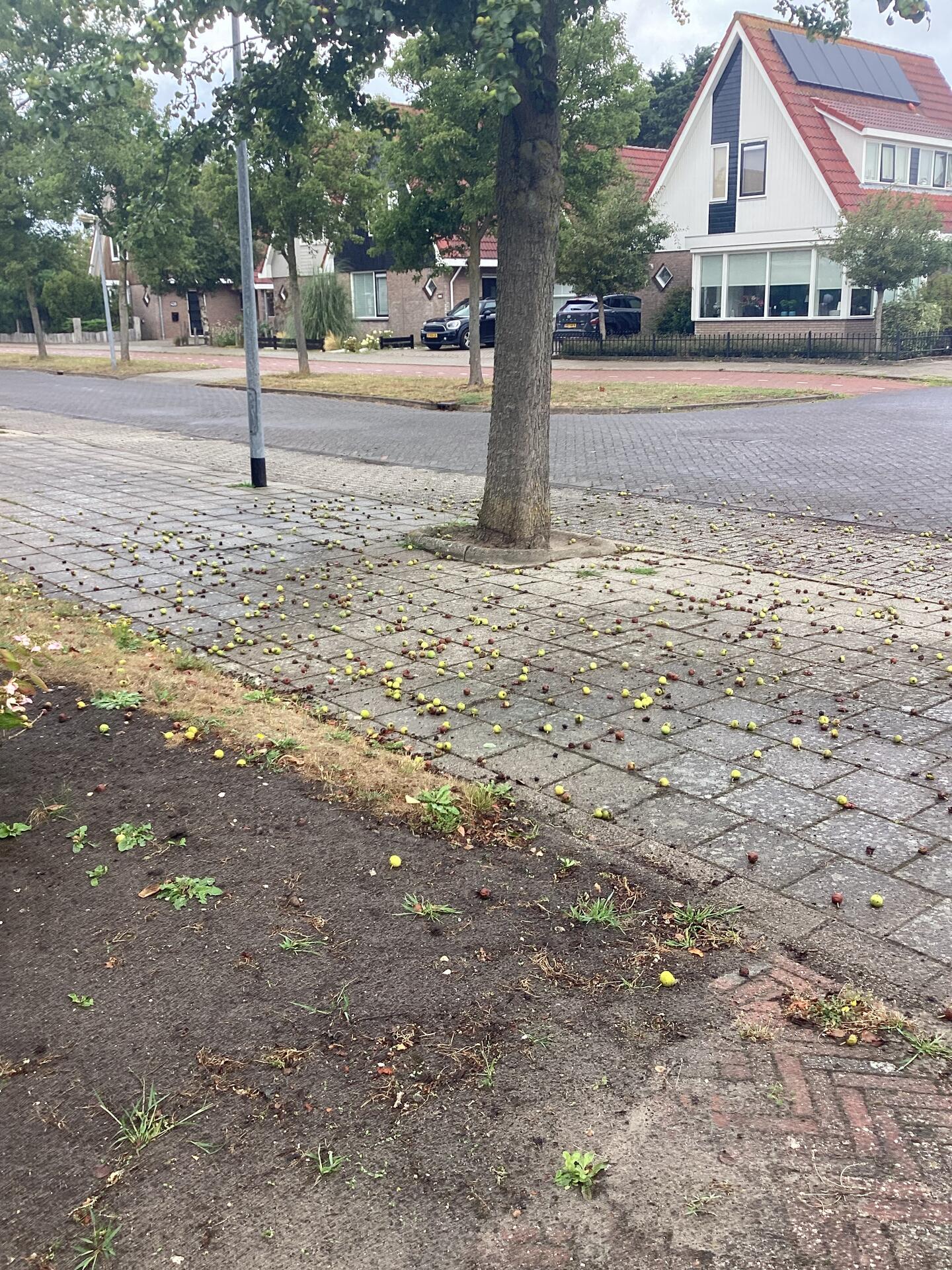 Foto bij melding 5554382 · Groenonderhoud