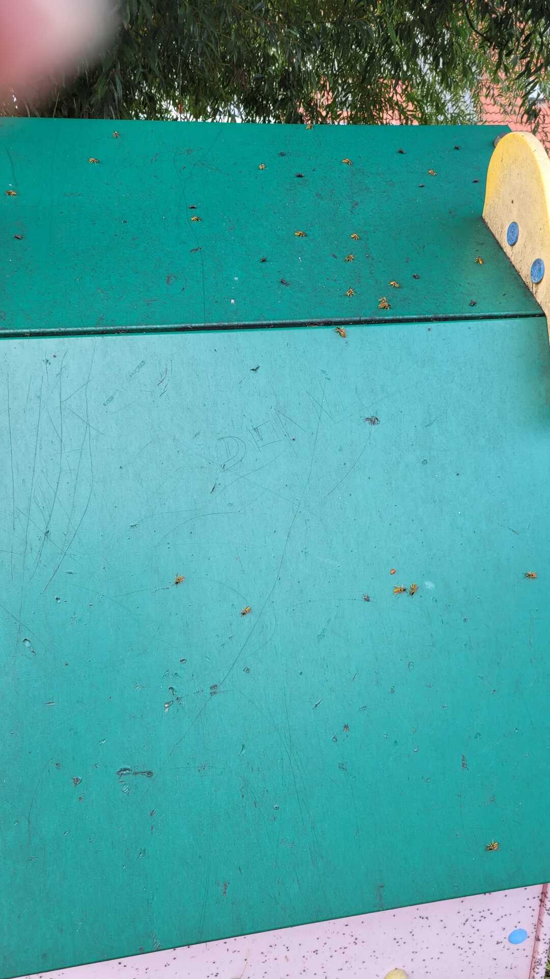 Foto bij melding 5572278 · Groen en bomen