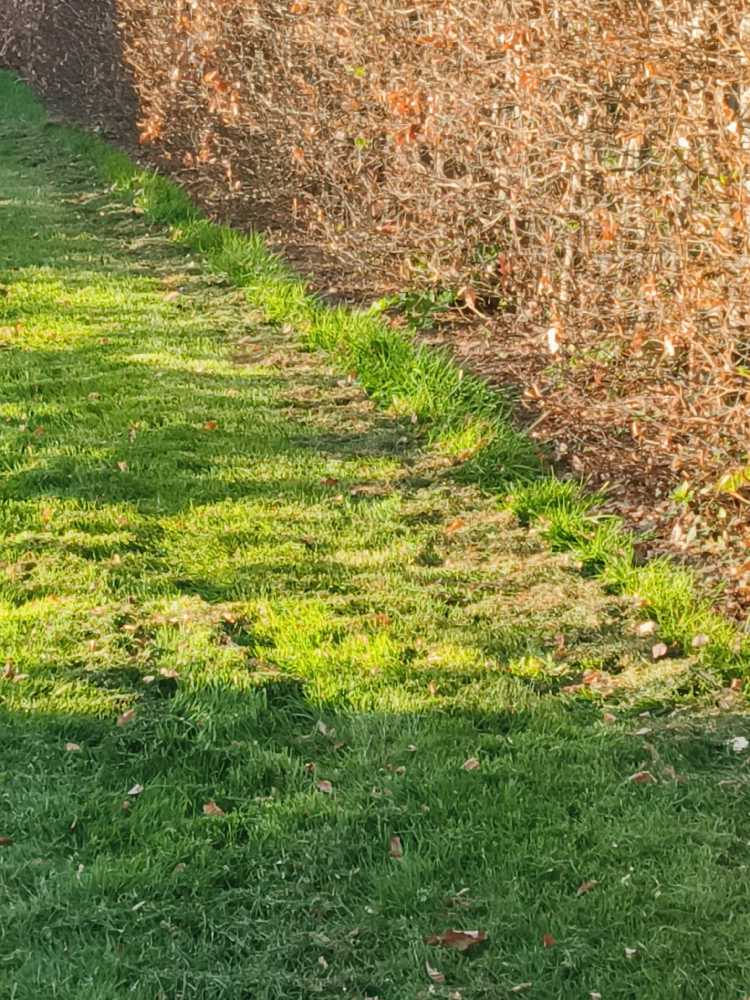 Foto bij melding 5104999 · Openbaar groen
