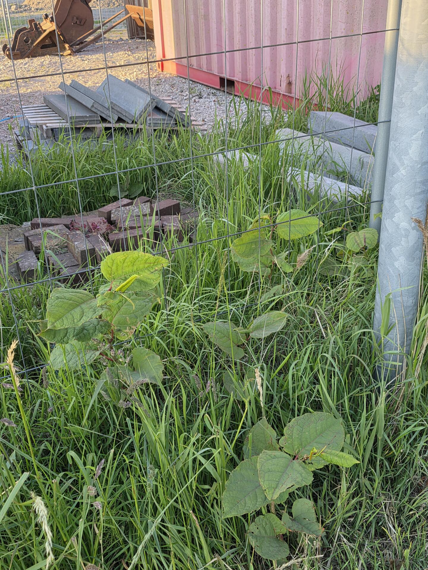 Foto bij melding 5088607 · Groenonderhoud