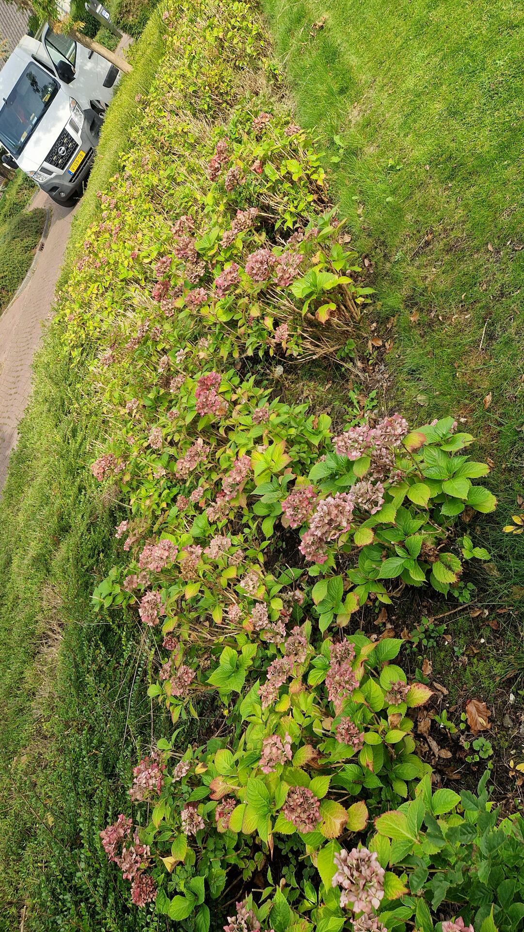 Foto bij melding 5636878 · Openbaar groen
