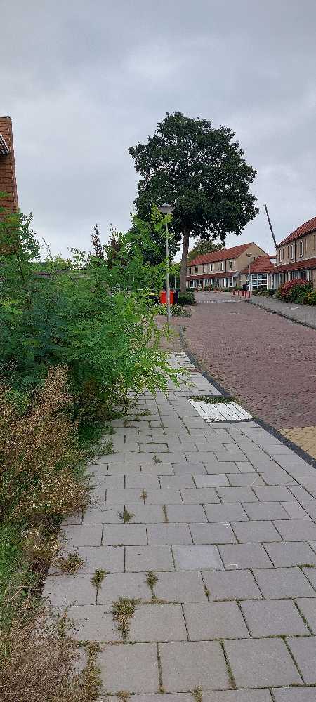Foto bij melding 5575838 · Openbaar groen