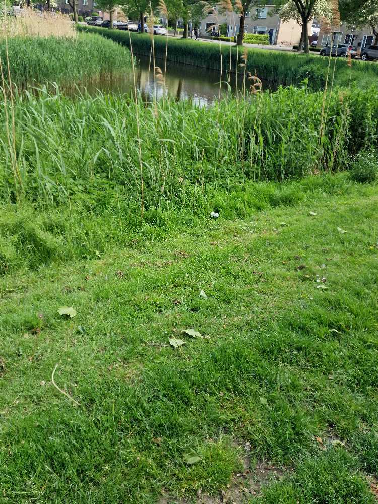 Foto bij melding 5125046 · Openbaar groen