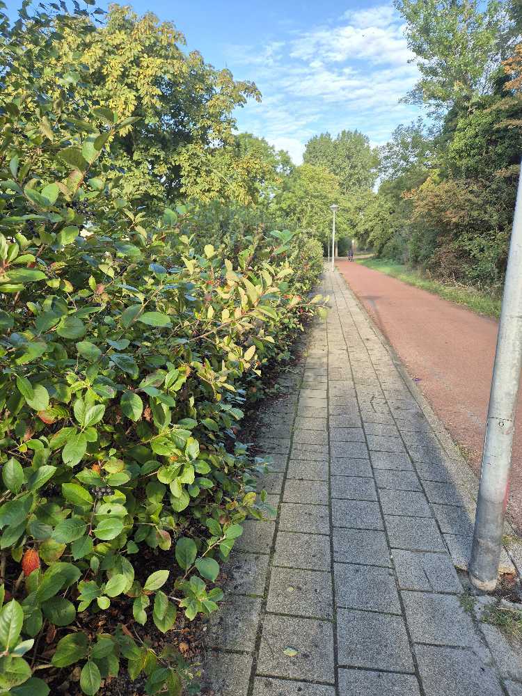 Foto bij melding 5532684 · Groenonderhoud
