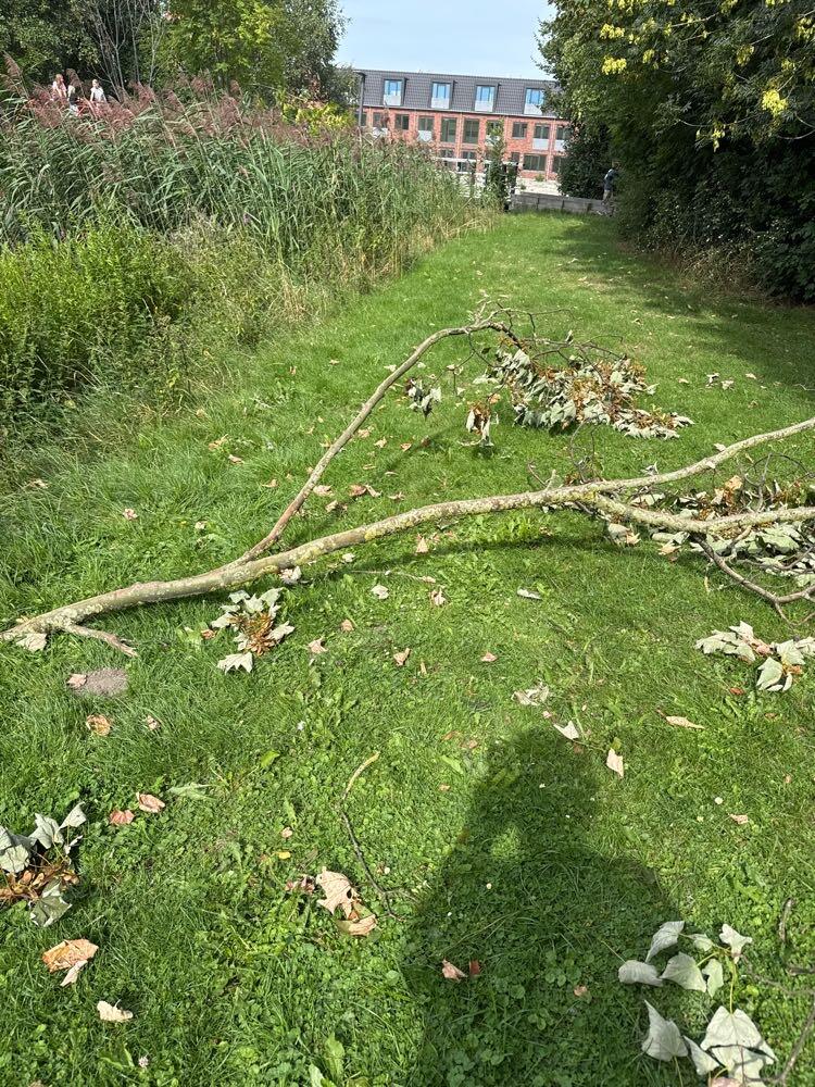 Foto bij melding 5512153 · Openbaar groen