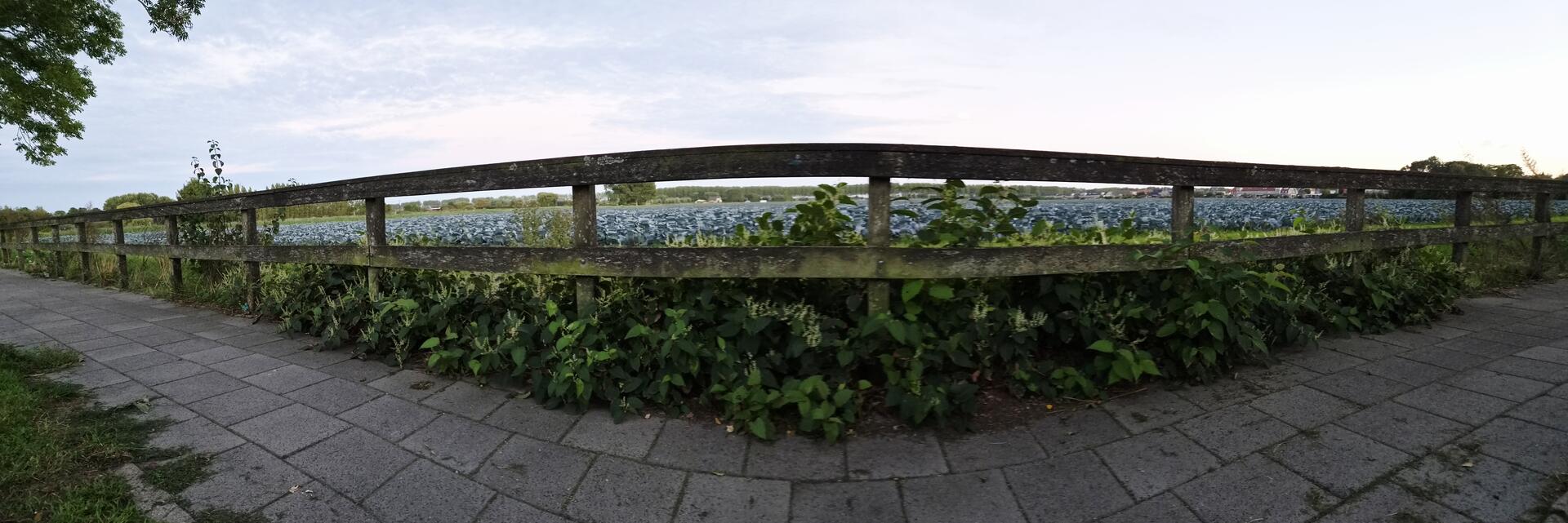 Foto bij melding 5603216 · Openbaar groen