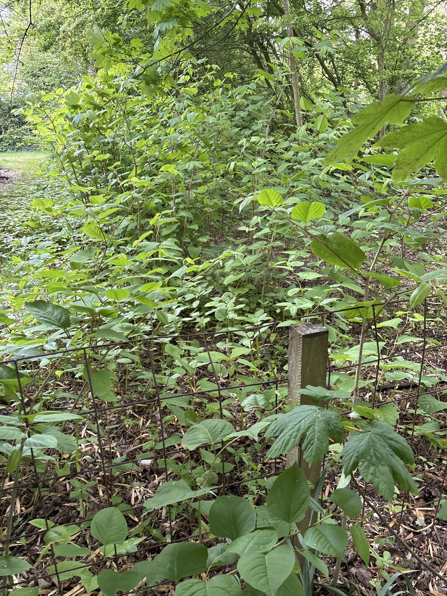Foto bij melding 5071600 · Groenonderhoud