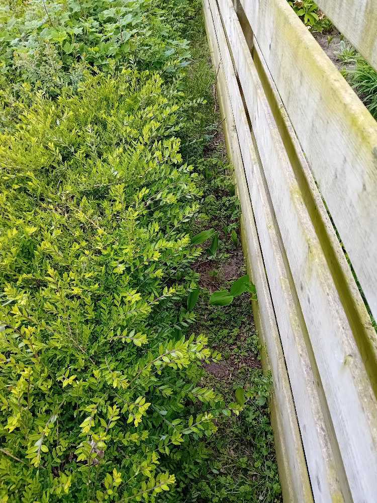 Foto bij melding 5048525 · Groen en bomen