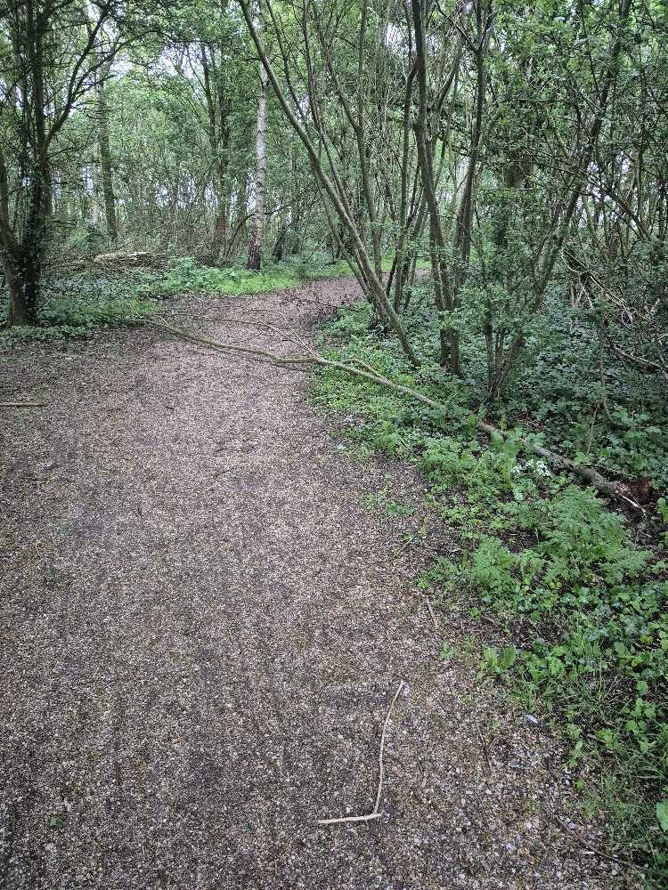 Foto bij melding 5069368 · Openbaar groen