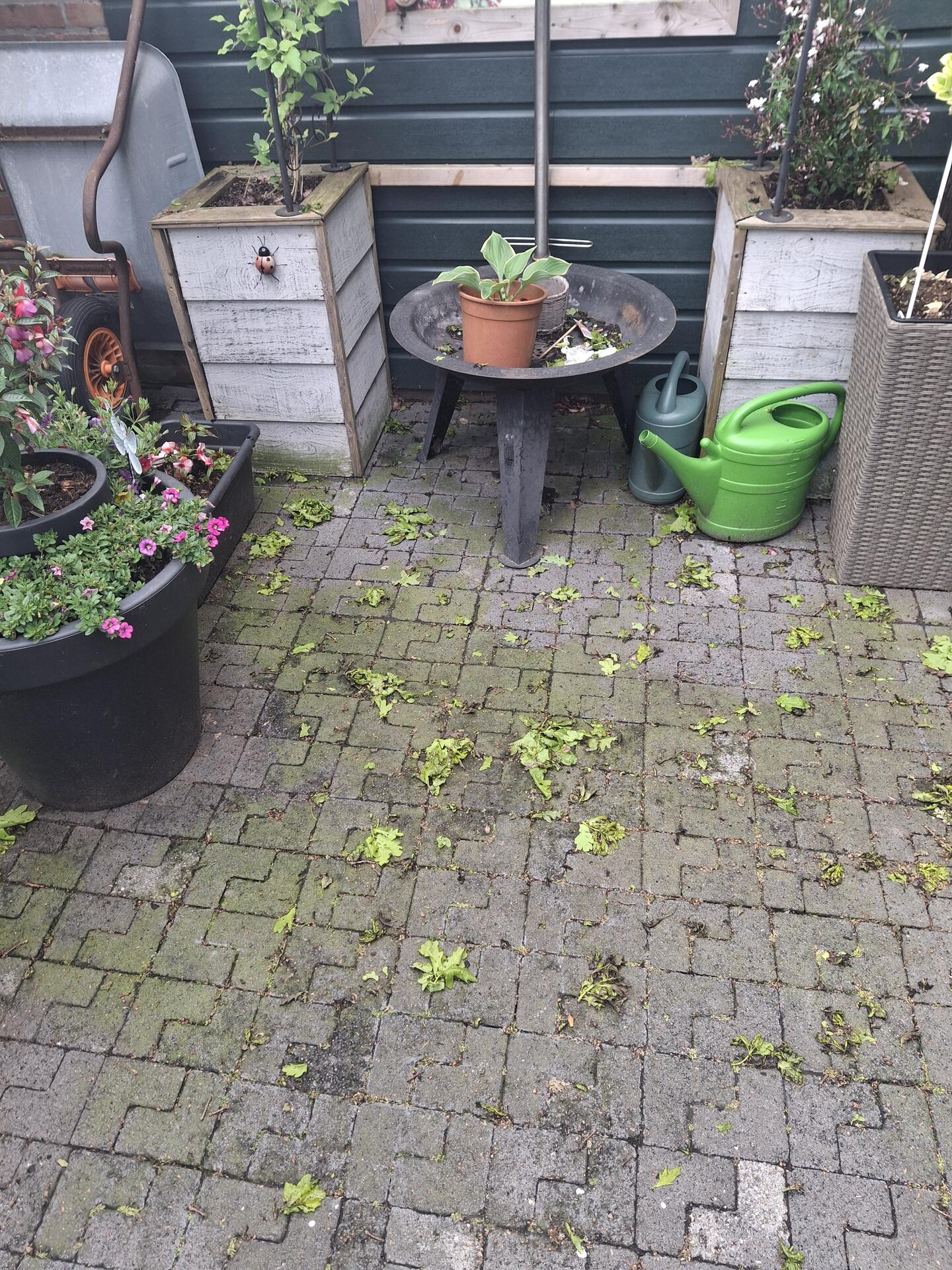 Foto bij melding 5105391 · Openbaar groen