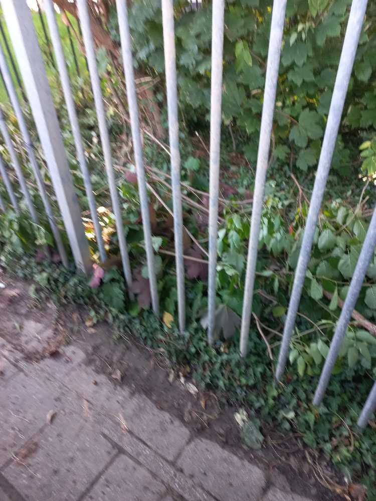 Foto bij melding 5531775 · Openbaar groen
