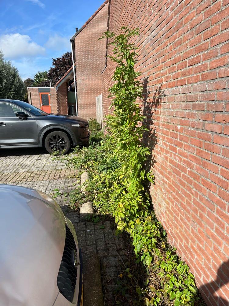 Foto bij melding 5675143 · Openbaar groen