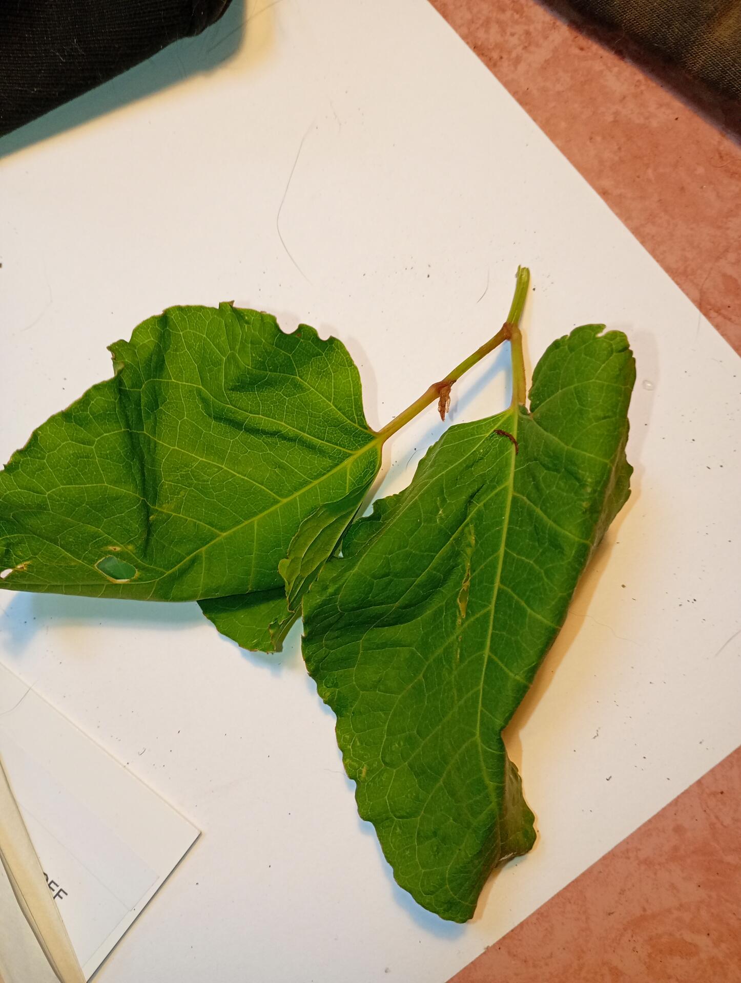 Foto bij melding 5675260 · Openbaar groen