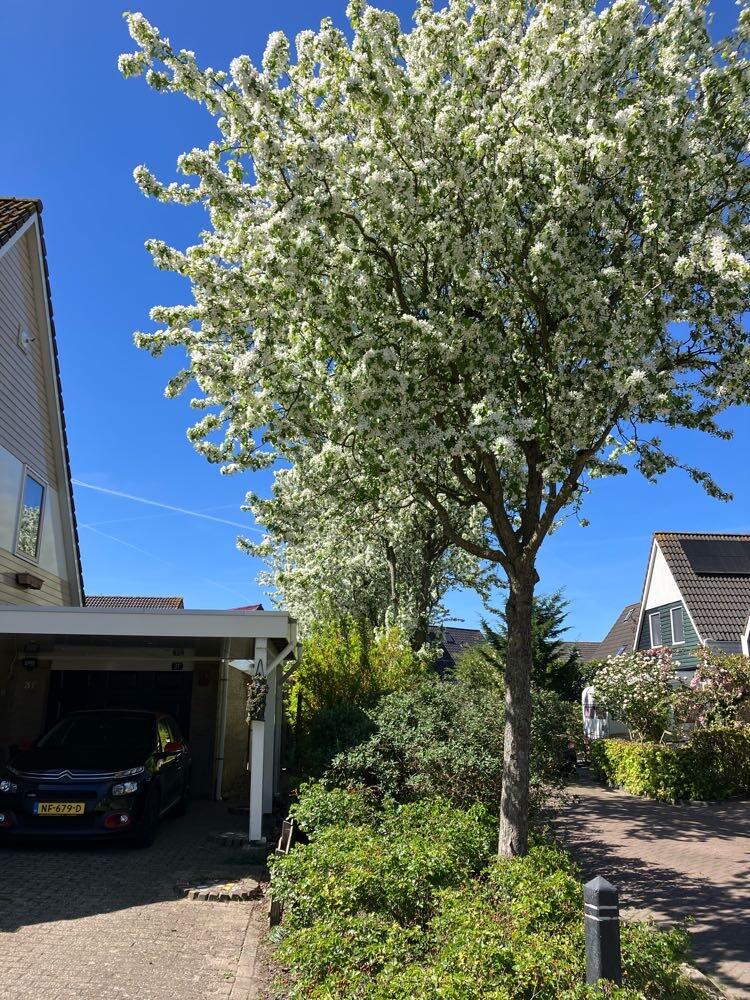 Foto bij melding 5038836 · Openbaar groen