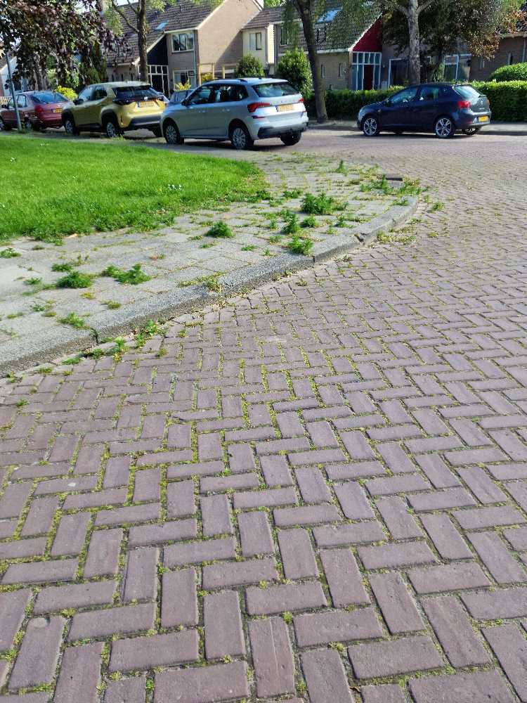 Foto bij melding 5125185 · Openbaar groen