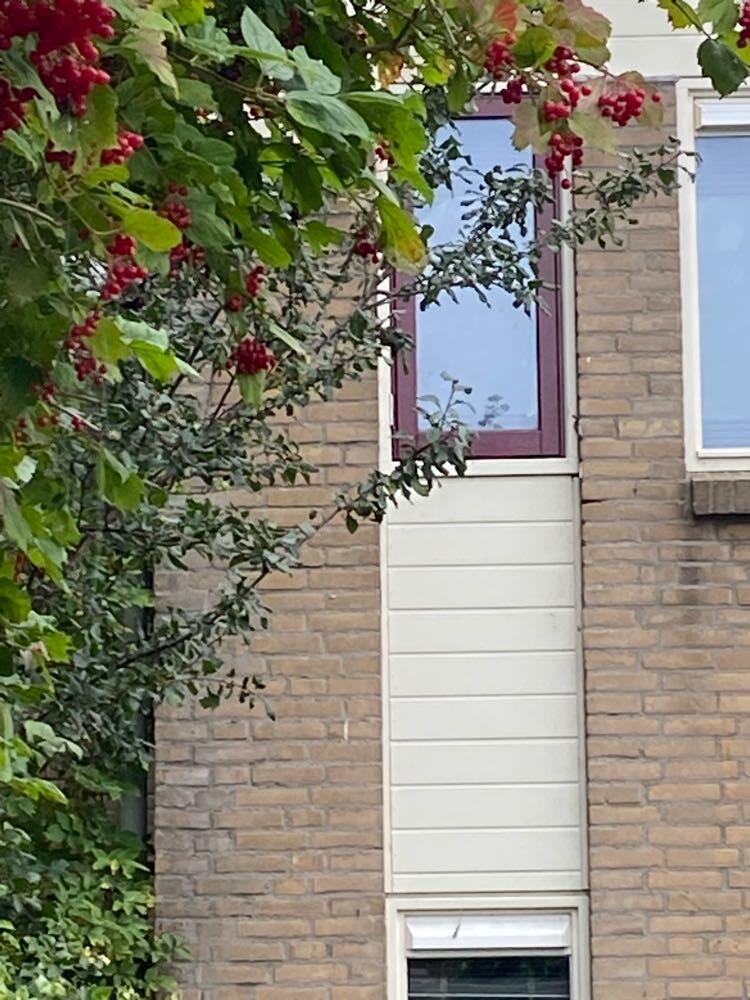 Foto bij melding 5609611 · Groenonderhoud