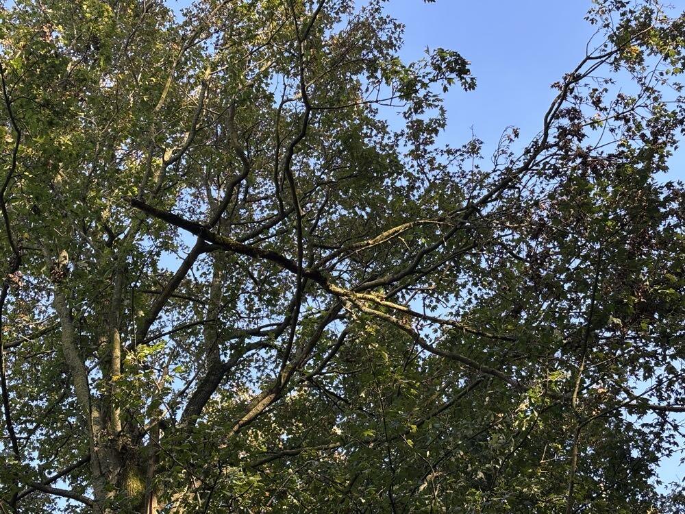 Foto bij melding 5681858 · Openbaar groen