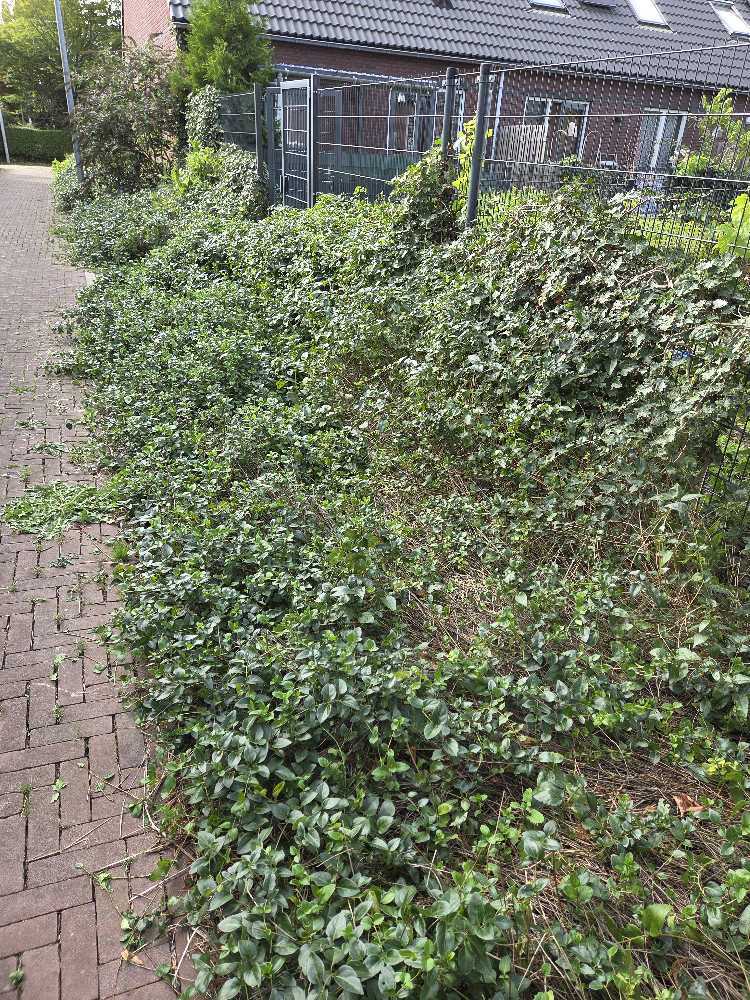 Foto bij melding 5535289 · Openbaar groen