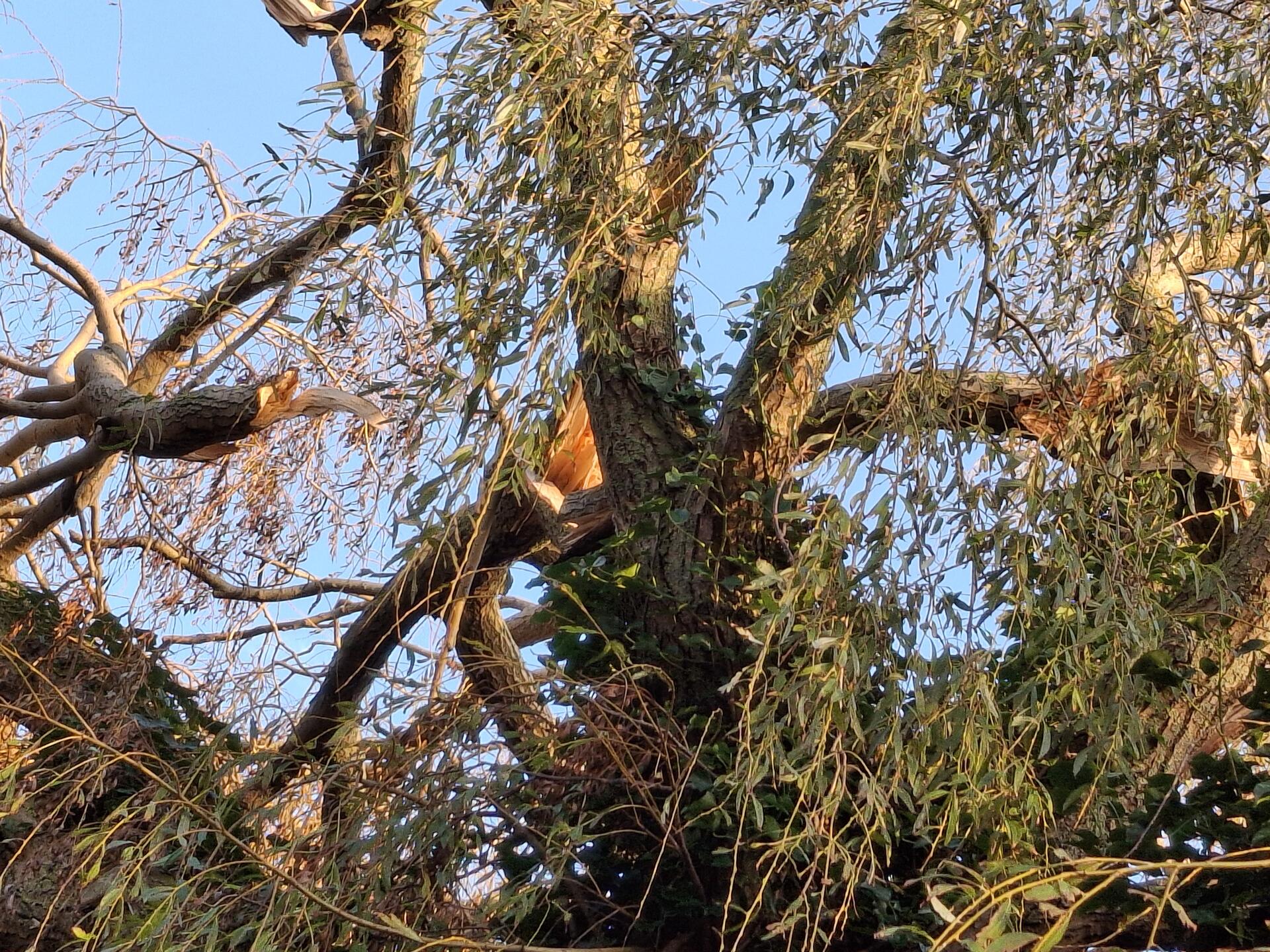 Foto bij melding 5095665 · Groenonderhoud