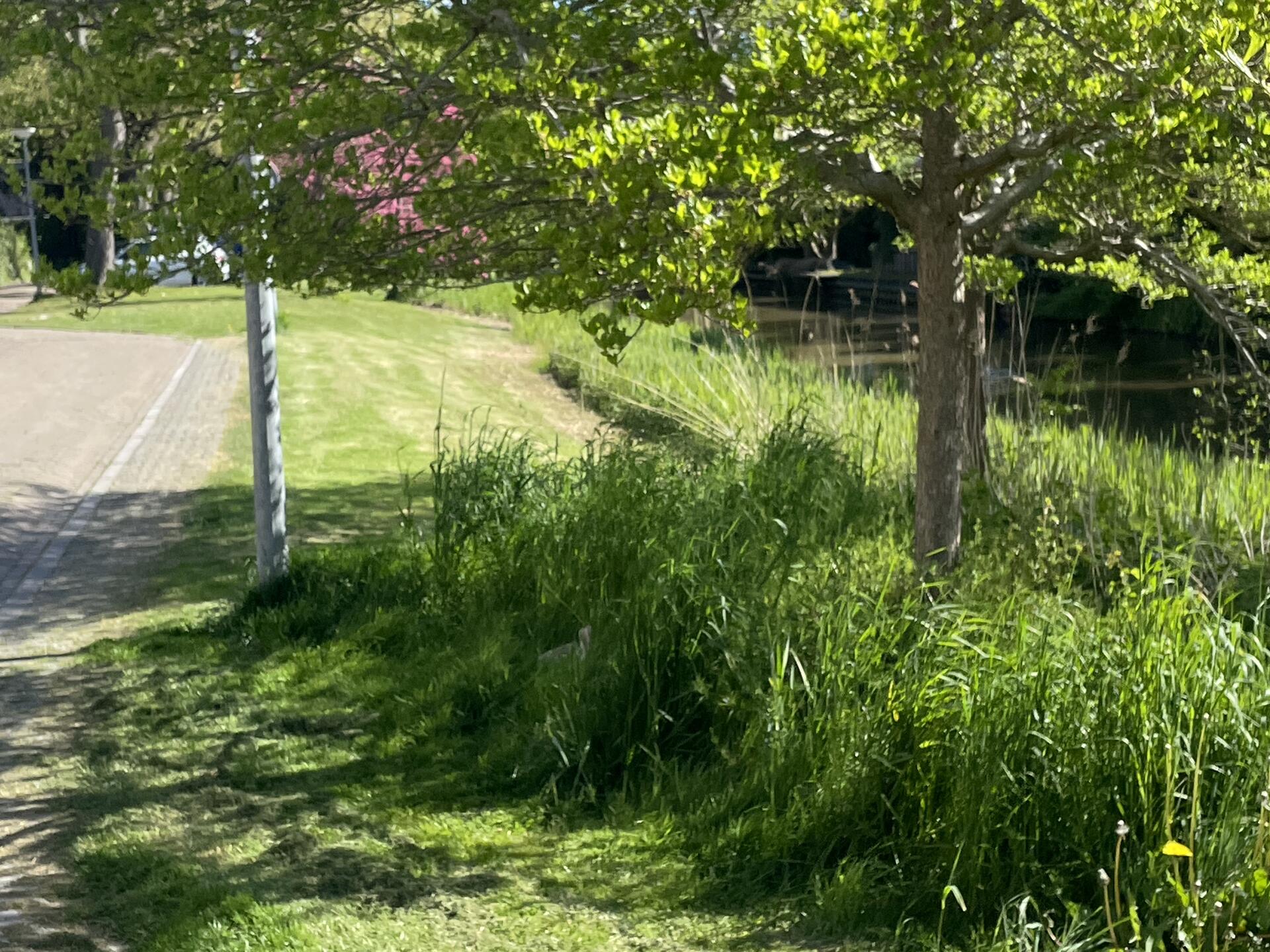 Foto bij melding 5058584 · Openbaar groen