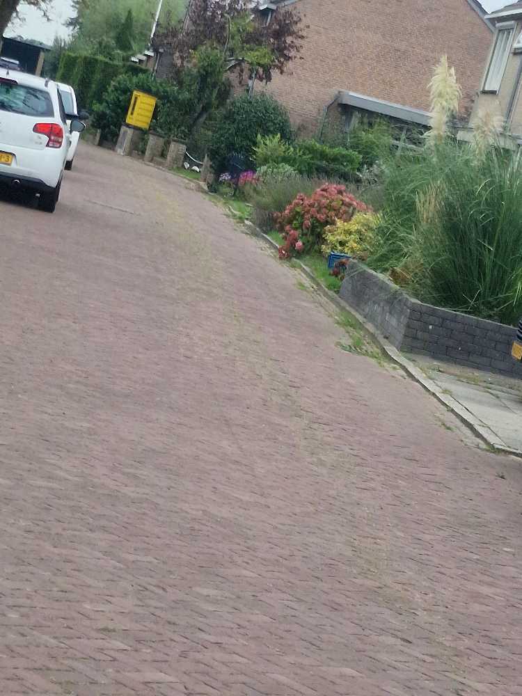 Foto bij melding 5606483 · Openbaar groen