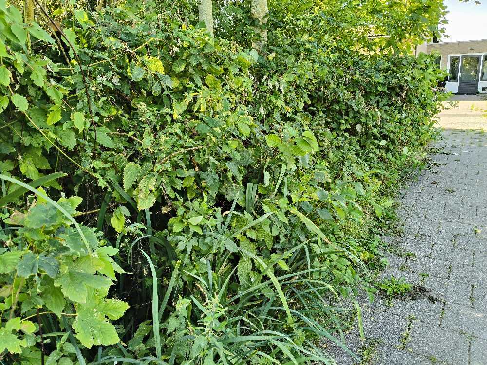 Foto bij melding 5613402 · Openbaar groen
