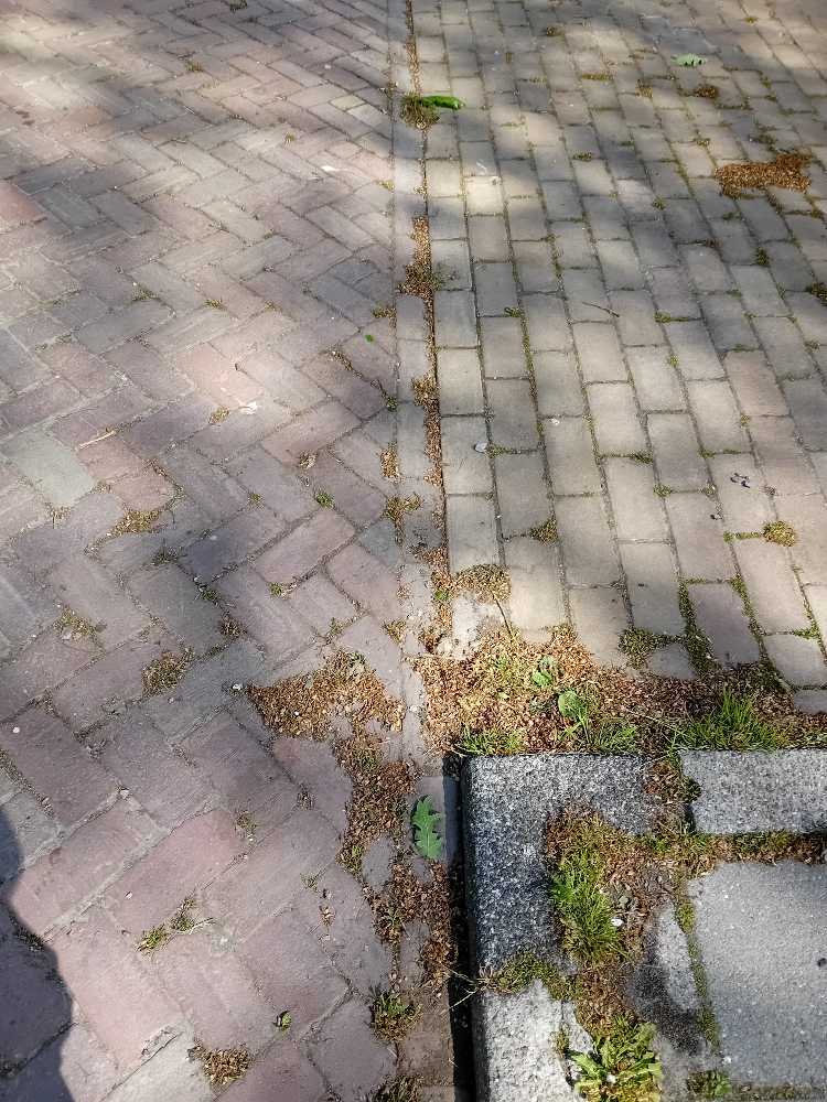 Foto bij melding 5097116 · Openbaar groen