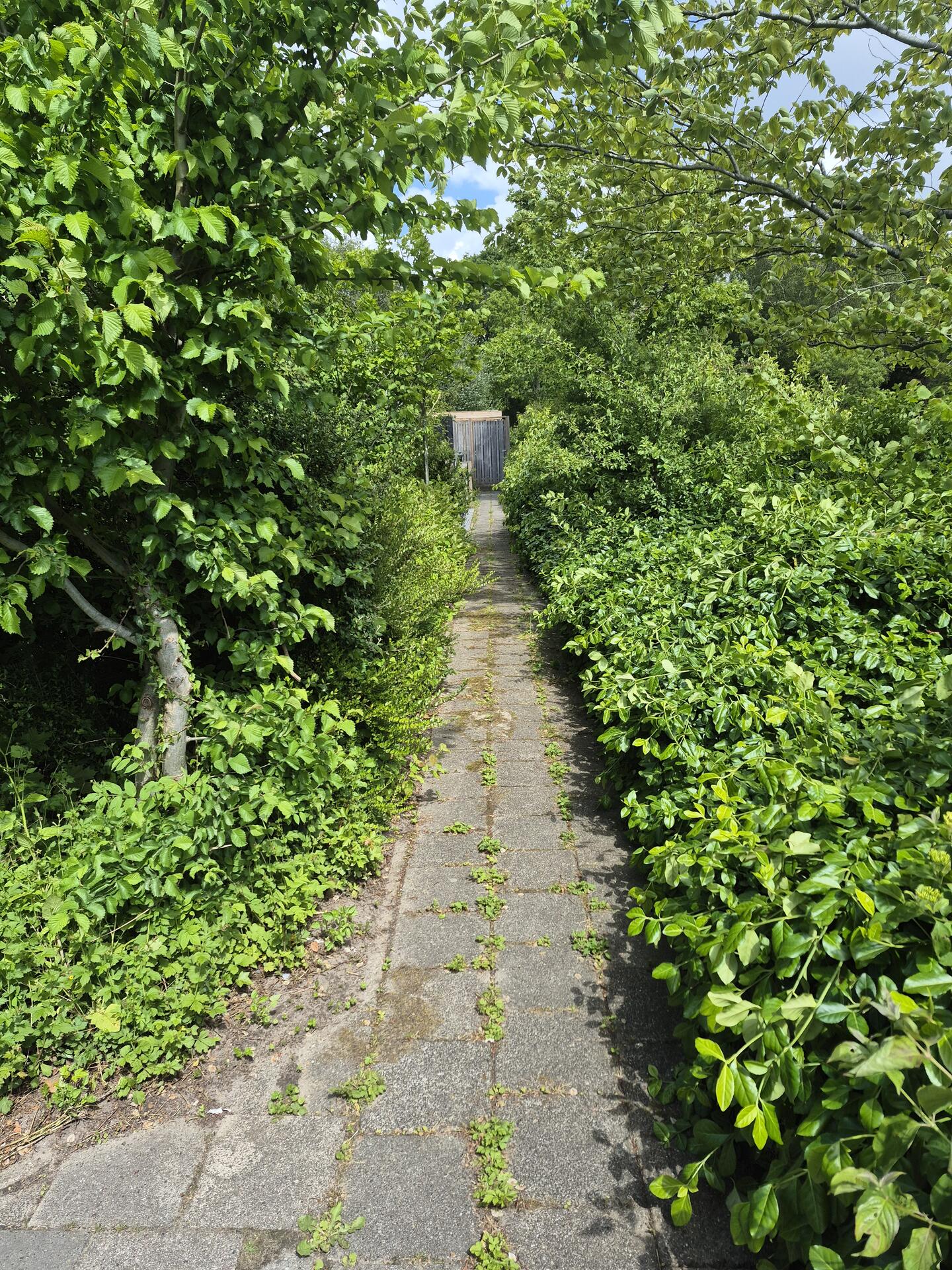 Foto bij melding 5124767 · Openbaar groen