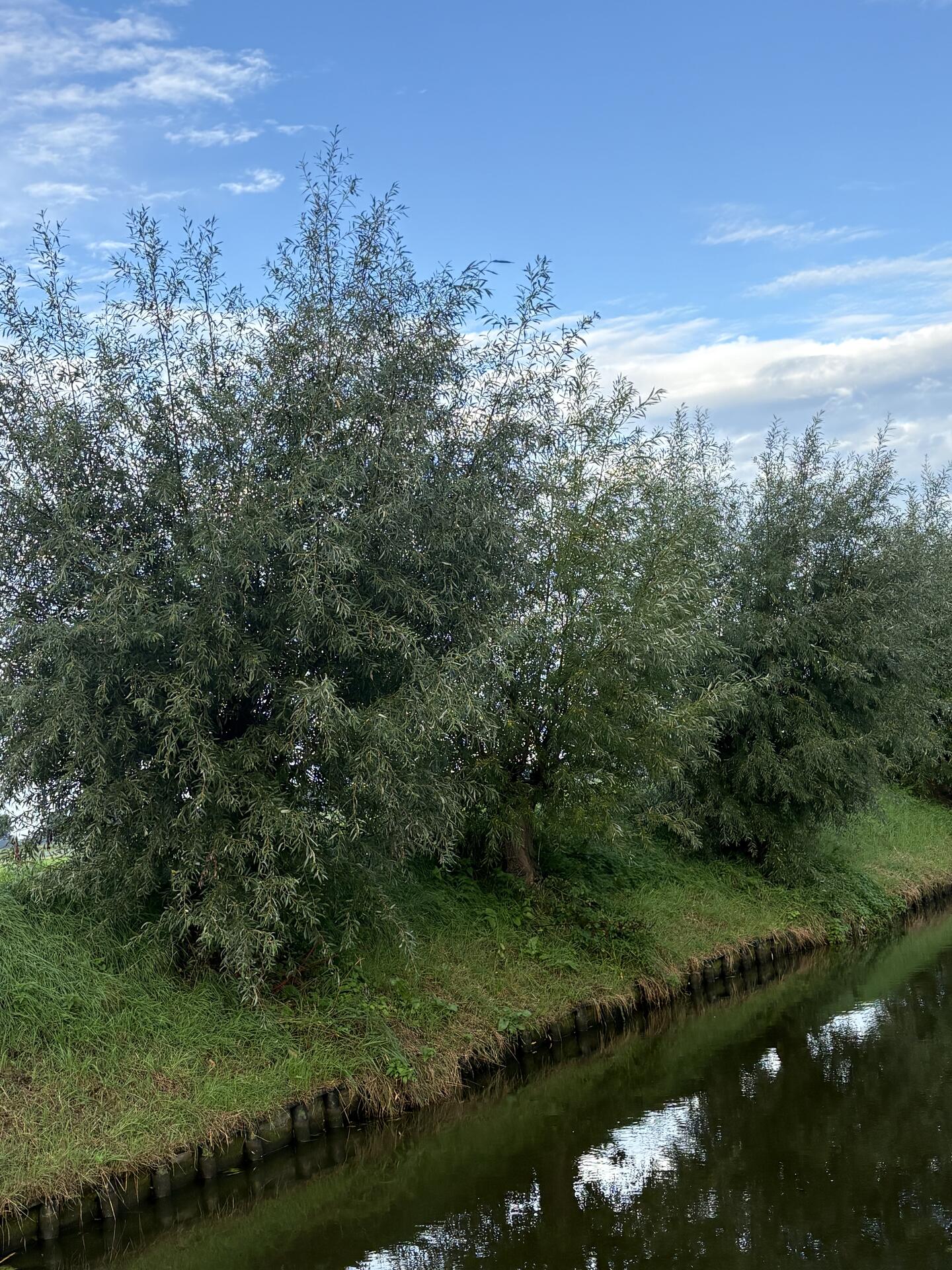Foto bij melding 5641329 · Openbaar groen