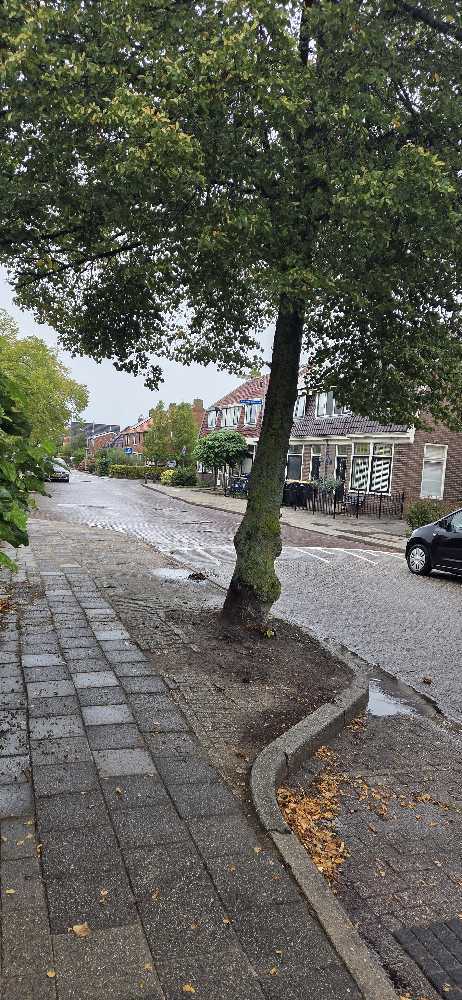 Foto bij melding 5556215 · Openbaar groen