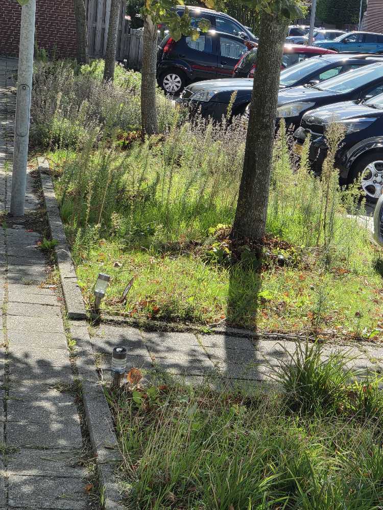 Foto bij melding 5594090 · Groenonderhoud