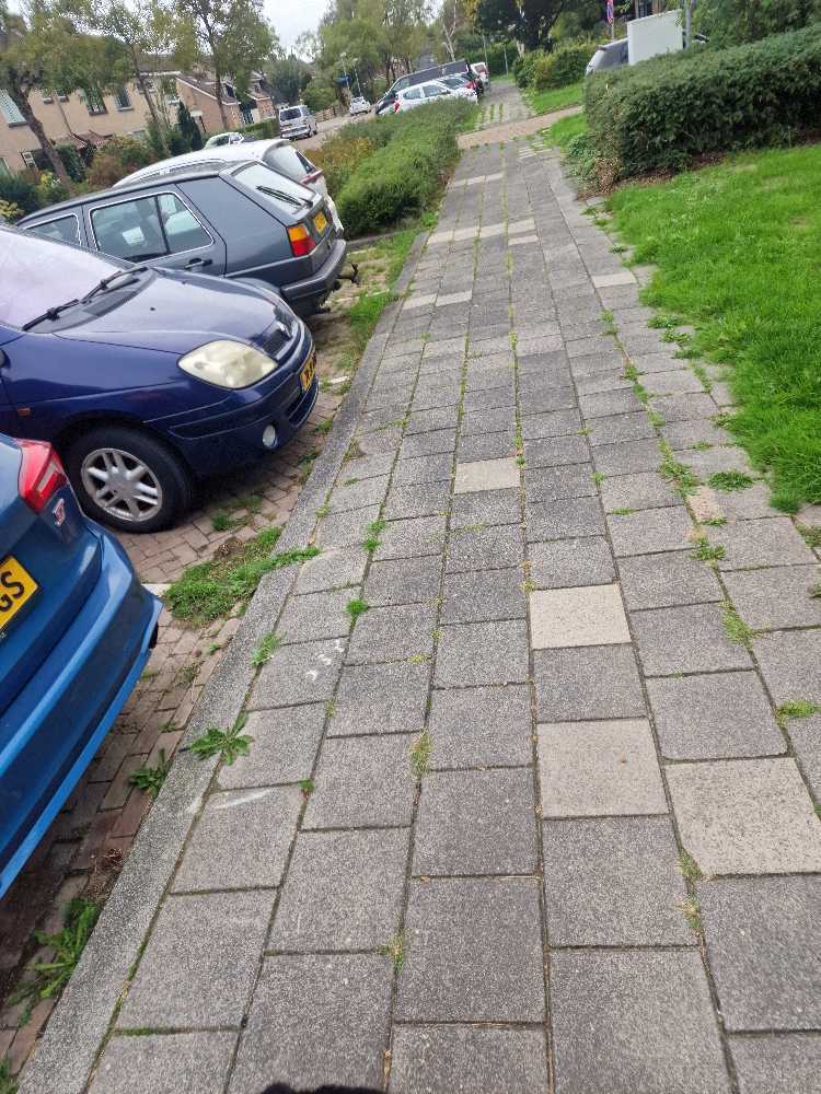 Foto bij melding 5543067 · Openbaar groen