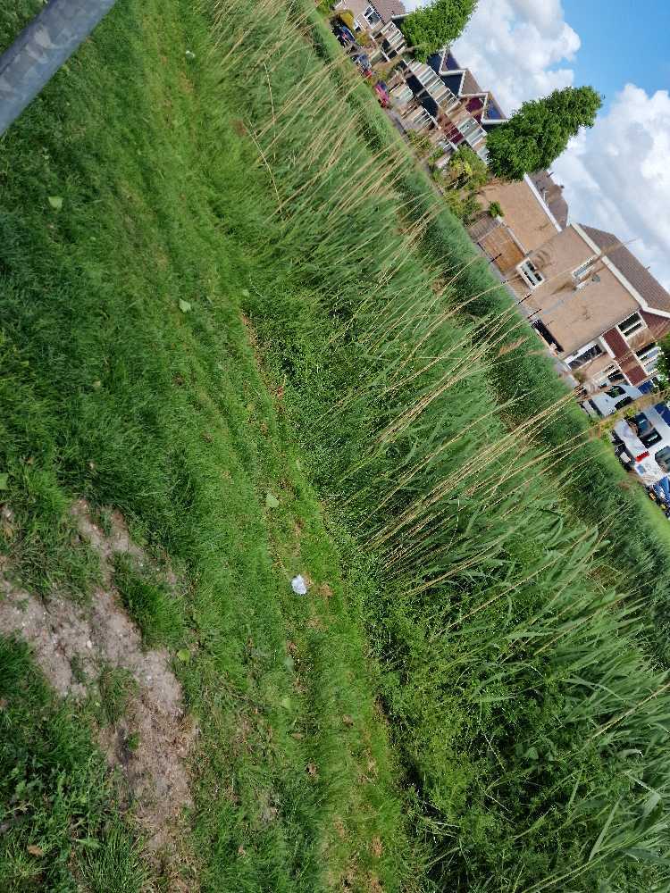 Foto bij melding 5125046 · Openbaar groen