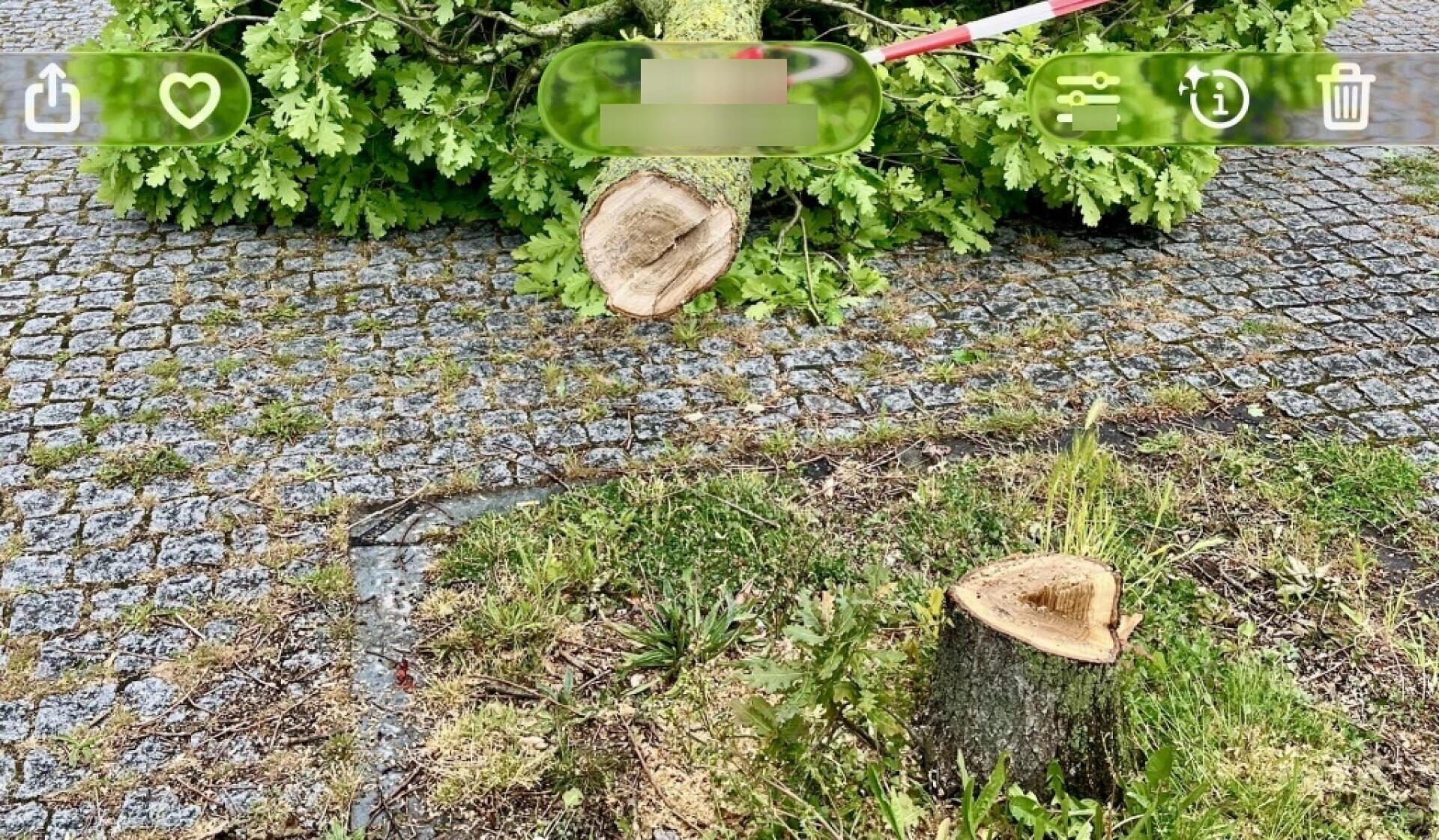 Foto bij melding 5113751 · Openbaar groen