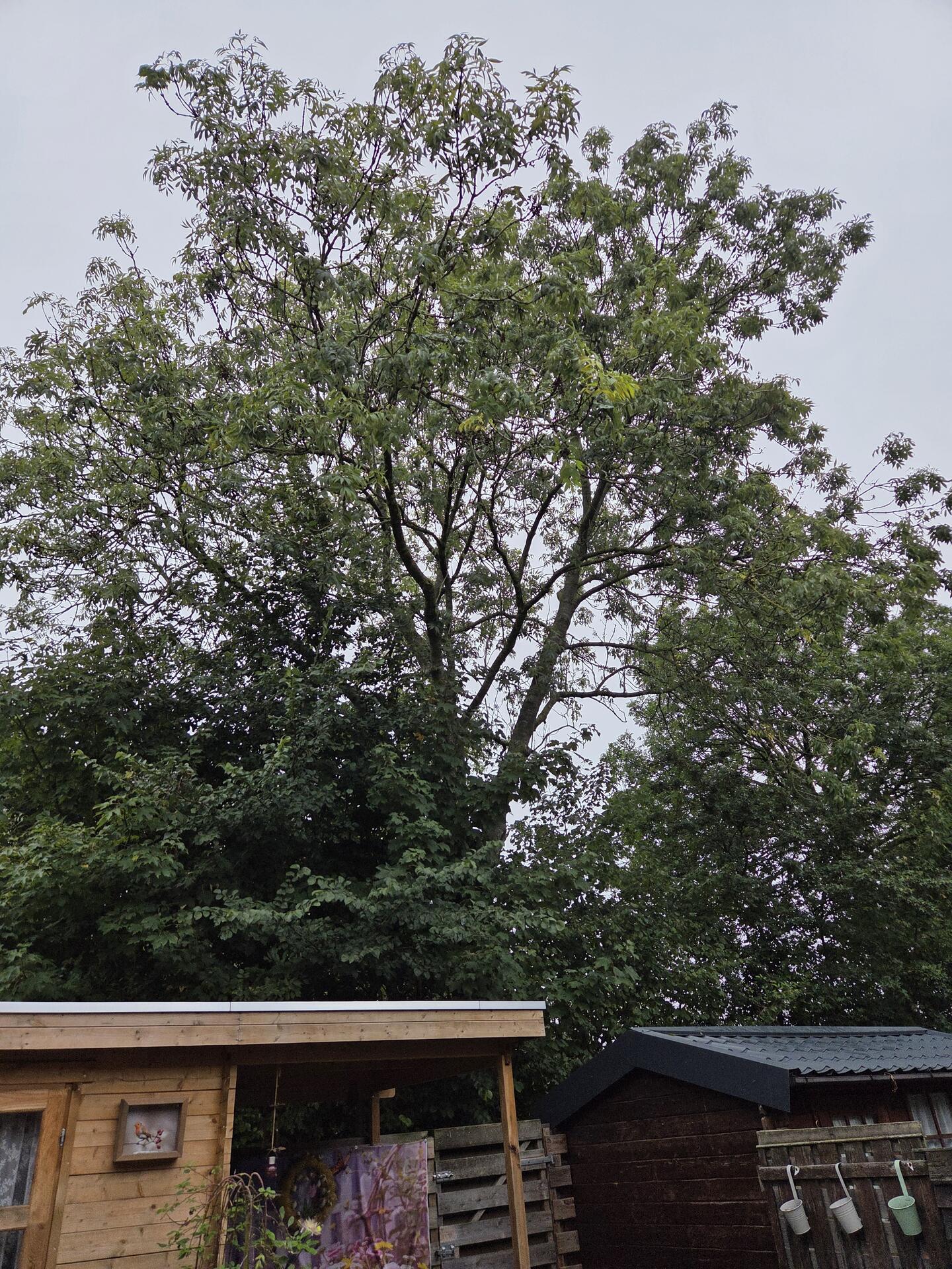 Foto bij melding 5683815 · Openbaar groen