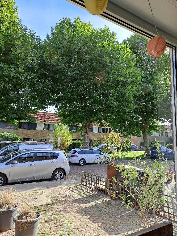 Foto bij melding 5620568 · Openbaar groen