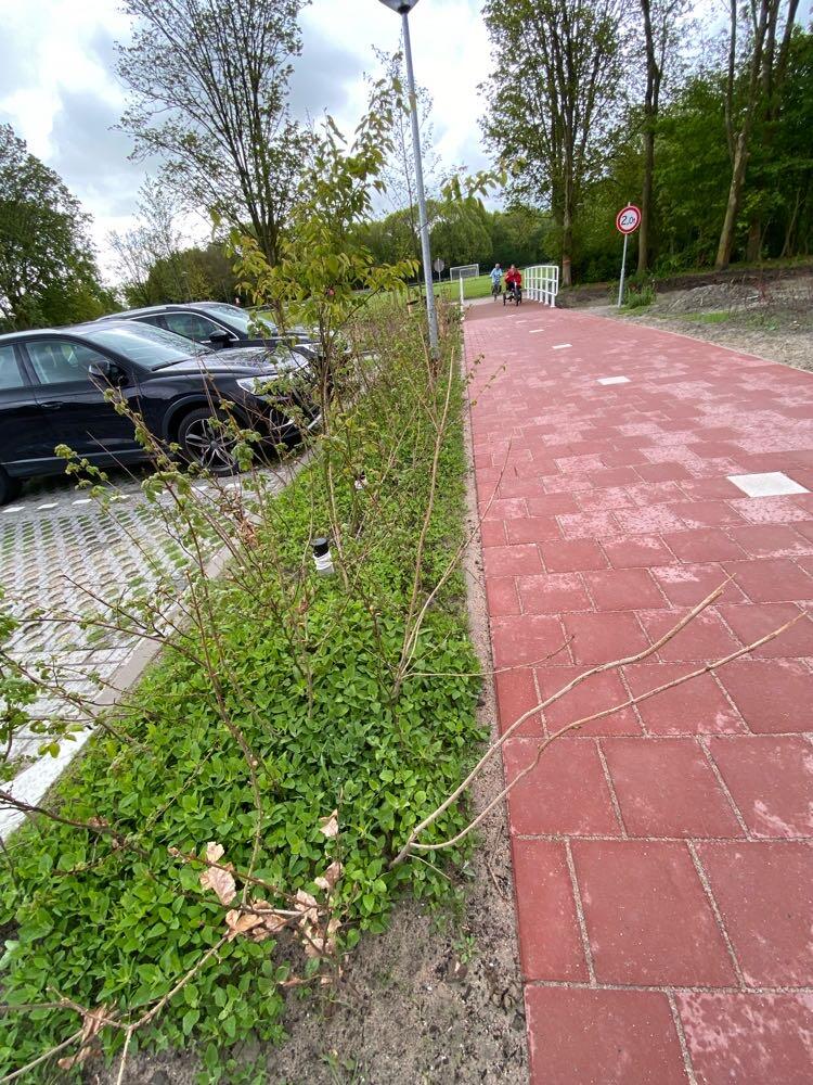 Foto bij melding 5102433 · Openbaar groen