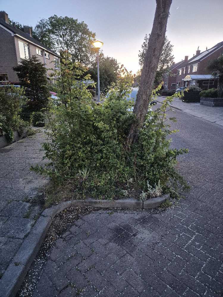 Foto bij melding 5118469 · Openbaar groen