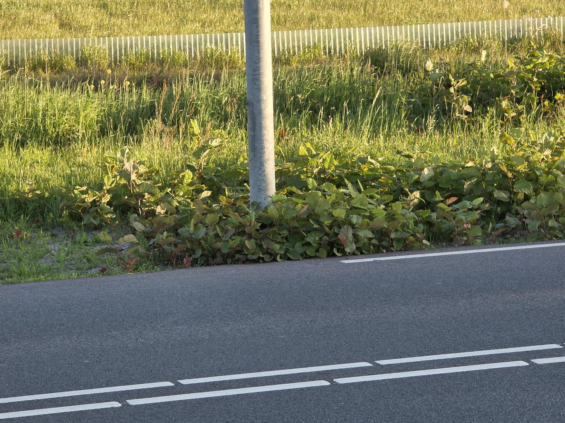 Foto bij melding 5088607 · Groenonderhoud