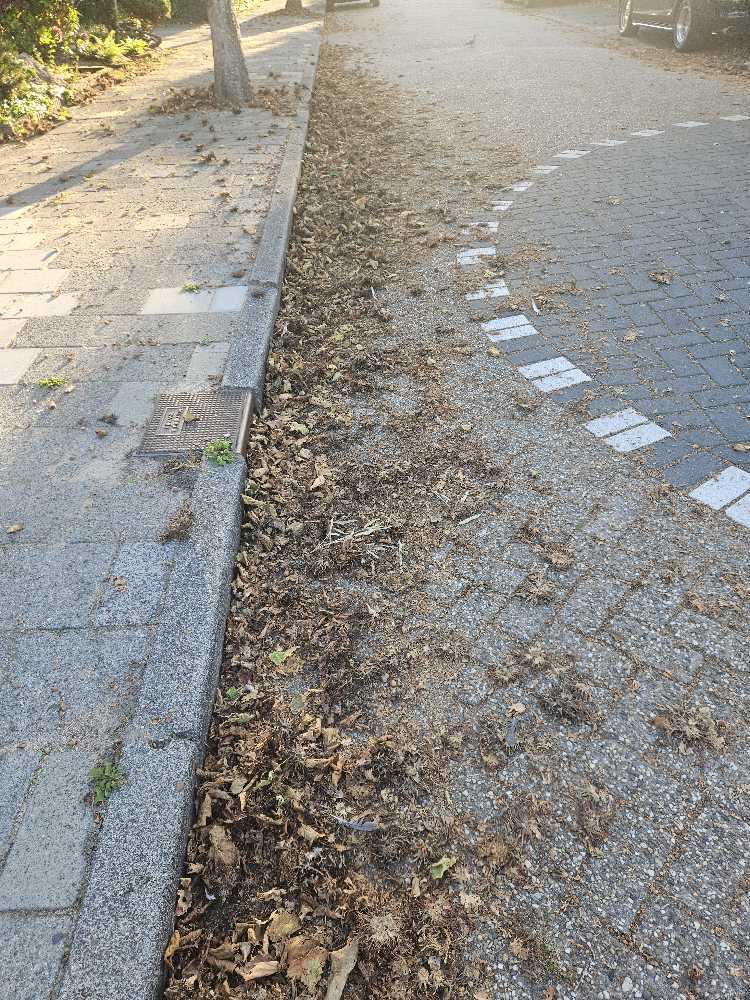 Foto bij melding 5618384 · Openbaar groen