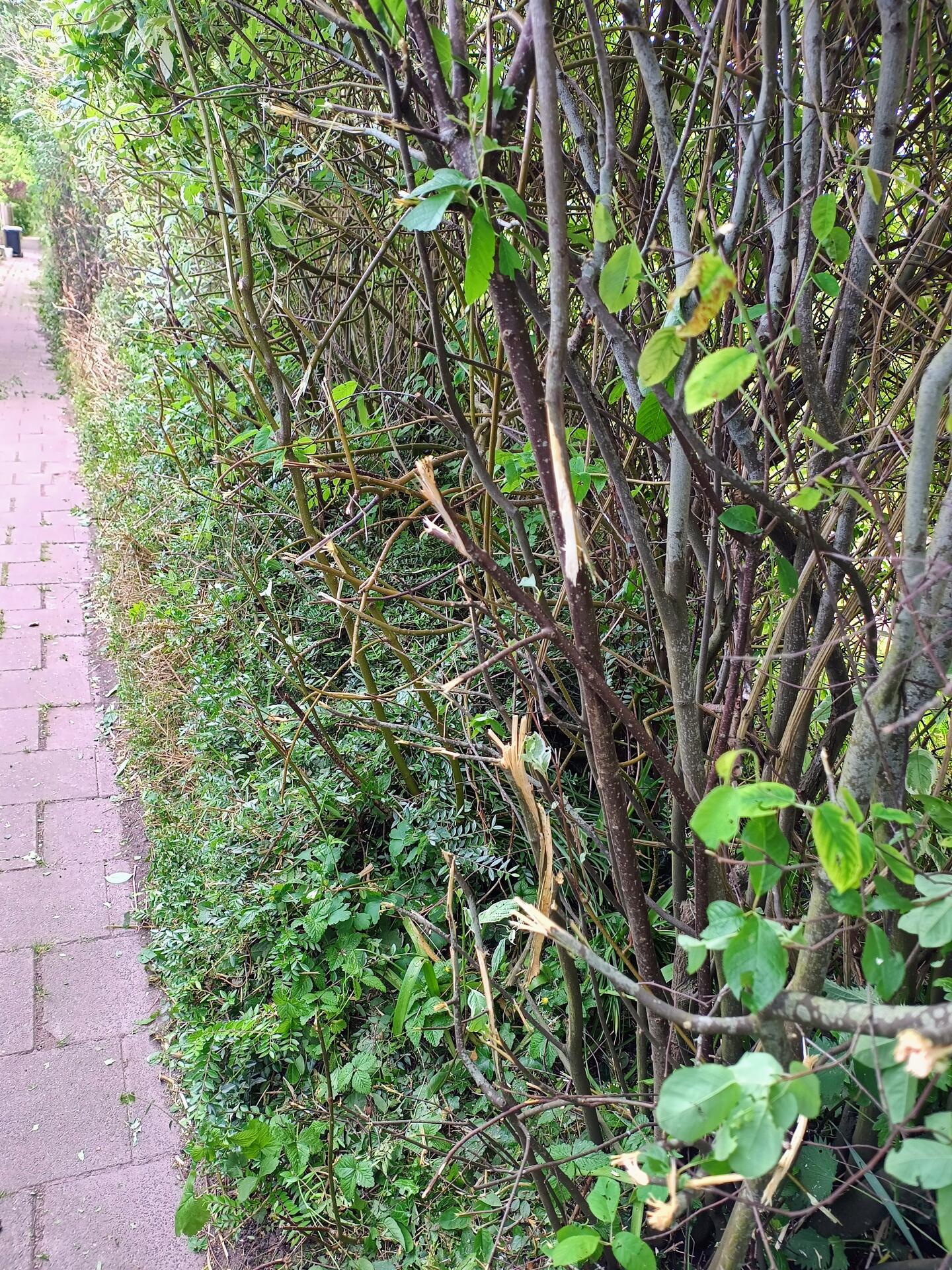 Foto bij melding 5098969 · Openbaar groen