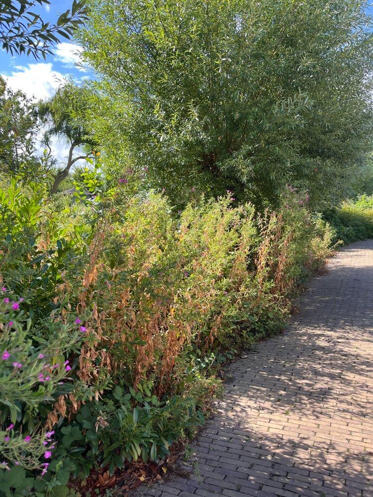 Foto bij melding 5623938 · Openbaar groen